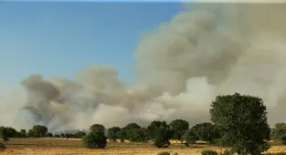 Uşak'ta tarım arazisinde başlayıp ormana sıçrayan yangın kontrol altına alındı