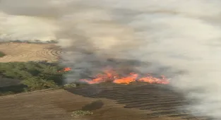 Adana'nın İmamoğlu ilçesindeki orman yangını kontrol altına alındı