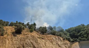 Aydın'da zeytinlik alanda çıkan yangın kontrol altına alındı