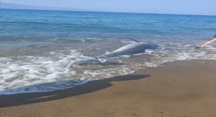 Bodrum sahilinde ölü yunus bulundu