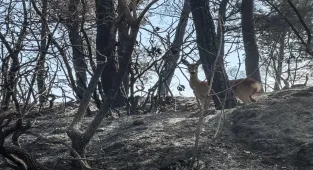 Çanakkale Gelibolu yangınında alevlerden kaçan karaca görüntülendi