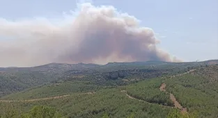 GÜNCELLEME - Mersin'de ormanlık alanda yangın çıktı