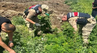 Kars'ta 42 bin 658 kök Hint keneviri ele geçirildi