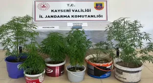 Kayseri'de evinde kenevir yetiştiren şüpheli yakalandı