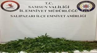 Samsun'da uyuşturucu operasyonunda 75 kök hint keneviri ele geçirildi