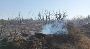 Tekirdağ'da çıkan yangında yaklaşık 50 dönüm makilik alan zarar gördü