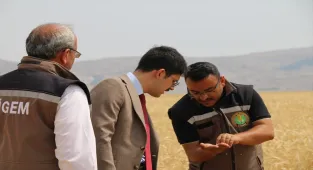 Ulaş'ta tritikale hasadı devam ediyor