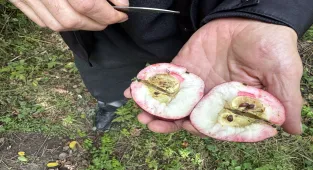 Ardahan'da coğrafi işaretli içi kırmızı elmanın hasadına başlandı