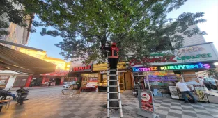 Çorum'da ağaçta mahsur kalan kedi kurtarıldı