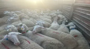 Kırklareli'ne kaçak yolla küçükbaş hayvan getiren kişiye 105 bin lira ceza kesildi