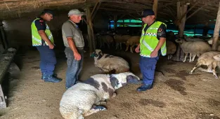 Kırşehir'de çalınan 18 küçükbaş hayvan jandarma ekiplerince bulundu