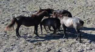 Kızılırmak Deltası Kuş Cenneti’nde yaklaşık 450 yılkı atı yaşıyor