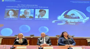 2025 Nobel Tıp Ödülü periferik bağışıklık toleransı keşfinden dolayı Brunkow, Ramsdell ve Sakaguchi'ye verildi