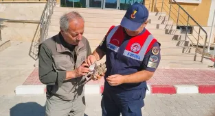 Jandarmanın bulduğu yaralı çakır kuşu tedavi altına alındı