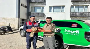 Kilis'te yaralı bulunan kızıl şahin koruma altına alındı