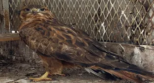 Kırşehir'de vatandaşın ihbarı ile bulunan yaralı kızıl şahin tedaviye alındı