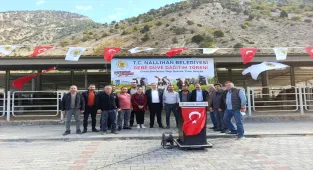 Nallıhan Belediyesi çiftçilere gebe düve desteği verdi