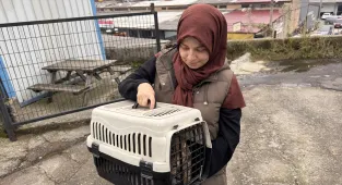 Bacağına yorgun mermi isabet eden kedi, ameliyatla sağlığına kavuştu