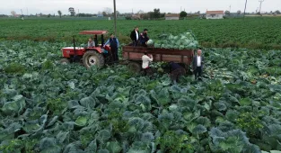 Bafra Ovası'nda beyaz lahana hasadı başladı