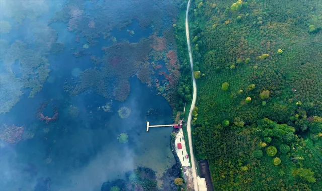 Efteni Kuş Cenneti'nde sonbahar renkleriyle sis ahenk oluşturdu