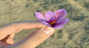 Kırşehir'de safranın deneme ekimleri başarılı oldu