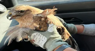 Kırşehir'de yaralı bulunan kızıl şahin tedavi altına alındı