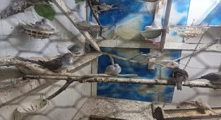 Tekirdağ'da yasa dışı yollarla yurda sokulan 7 papağan ile 45 kumru ele geçirildi