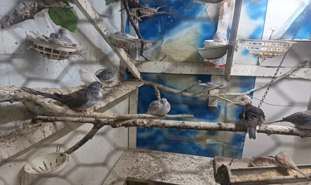 Tekirdağ'da yasa dışı yollarla yurda sokulan 7 papağan ile 45 kumru ele geçirildi