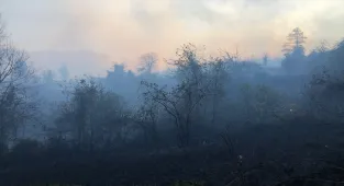 Artvin'deki örtü yangını kontrol altına alındı
