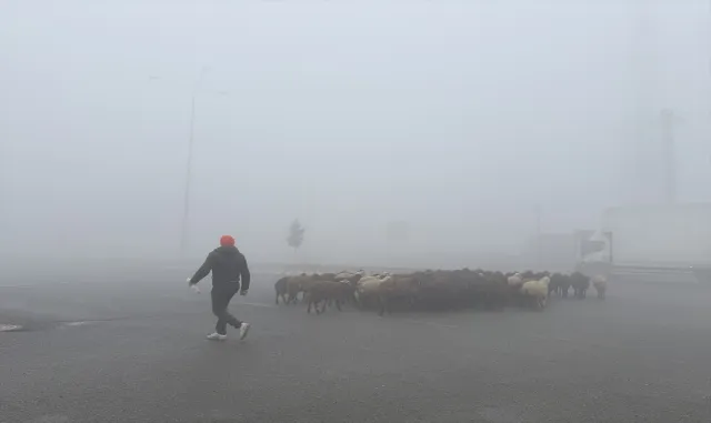 Iğdır'da yoğun sis etkili oluyor