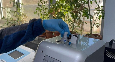 Kovid-19 ve benzeri salgınlara karşı domates kullanarak yenilebilir aşı üretmeyi hedefliyorlar