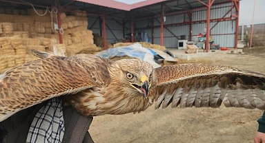 Amasya'da yaralı halde bulunan kızıl şahin tedaviye alındı