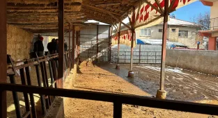 Burdur'da elektrik akımına kapılan 14 büyükbaş hayvan telef oldu