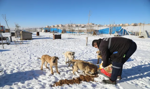 Çubuk'ta yaban hayvanları için doğaya yem bırakıldı 
