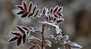 Erzurum, Kars, Ardahan ile Iğdır'da kar yağışı ve soğuk hava etkili oluyor
