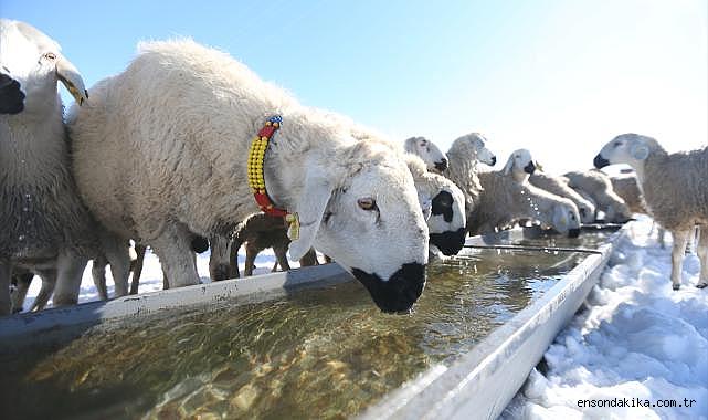 Kangal akkaraman ırkı koyun sürüsünü devlet desteğiyle 6 kat büyüttü