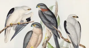 Kuş Kolektifi'nin ilk konseri Pera Müzesi'nde gerçekleşecek