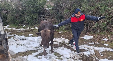 Tokat'ta kuyuya düşen inek kurtarıldı