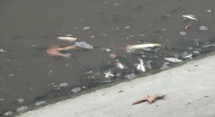 Tokat'ta Yeşilırmak'ta çok sayıda balık kıyıya vurdu