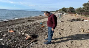 Çanakkale'de ölü caretta caretta sahile vurdu