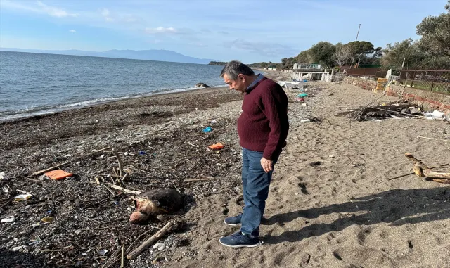Çanakkale'de ölü caretta caretta sahile vurdu