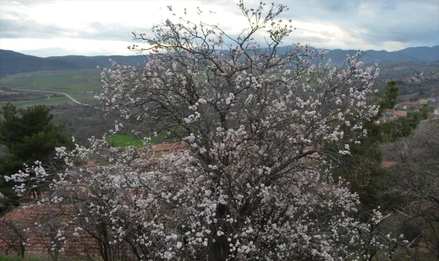 Çorum'da badem ağaçları erken çiçek açtı