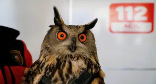 Çorum'da yaralı bulunan puhu tedavi altına alındı