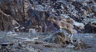 Hakkari'de sürü halinde beslenen yaban keçileri görüntülendi
