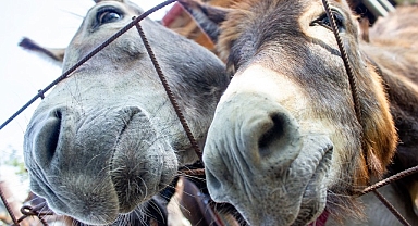 Kayseri'de forkliftle kepenk ve camlarını kırdığı kuyumcudan altın çalıp eşekle kaçan zanlı tutuklandı