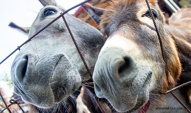 Kayseri'de forkliftle kepenk ve camlarını kırdığı kuyumcudan altın çalıp eşekle kaçan zanlı tutuklandı