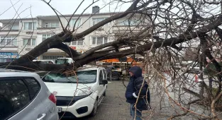 Kırklareli'nde fırtınada üzerine ağaç devrilen otomobil hasar gördü