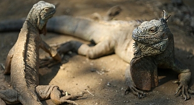 Samsun'da belge ve izinleri olmayan 1 iguana ile 2 papağana el konuldu