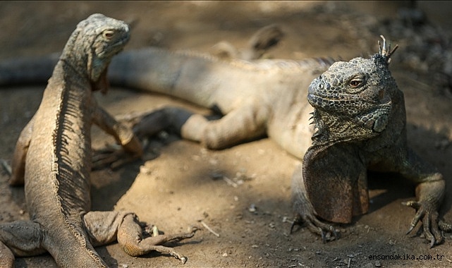 Samsun'da belge ve izinleri olmayan 1 iguana ile 2 papağana el konuldu