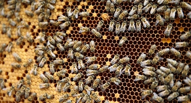 Seydişer'de hükümlülere yönelik arıcılık kursu